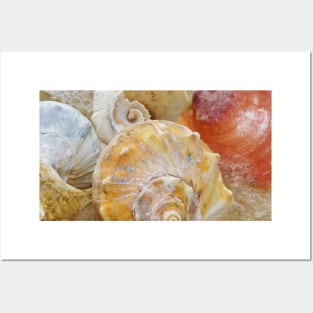 Seashells by the Seashore Posters and Art